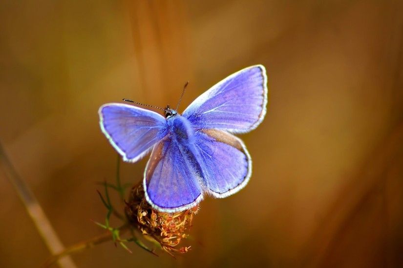 Butterfly Wallpapers For iPad