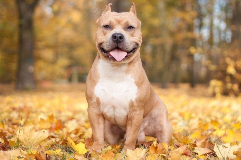 Pitbull Dog Desktop Wallpaper 49476