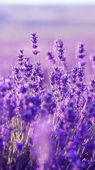 Beautiful Lavender Wallpaper: HD Lavender Mobile Background -  http://helpyourselfimages.com