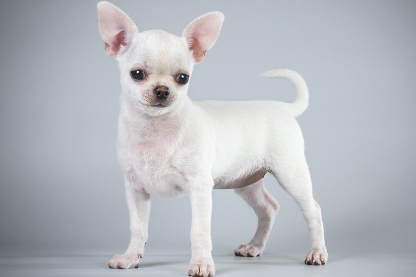 Picture Dogs White Chihuahua