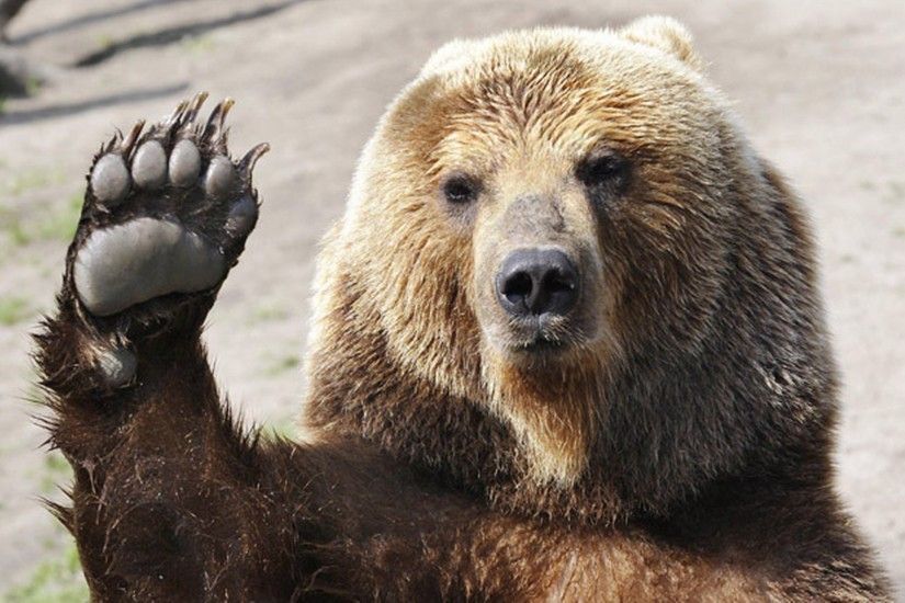 Brown Bear Showing High Five
