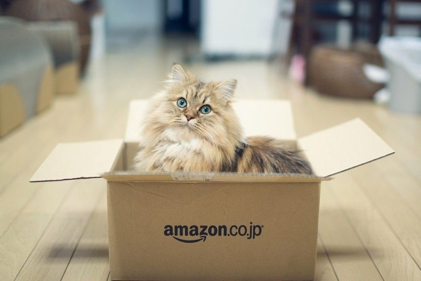 Box Sweet Cat Photo