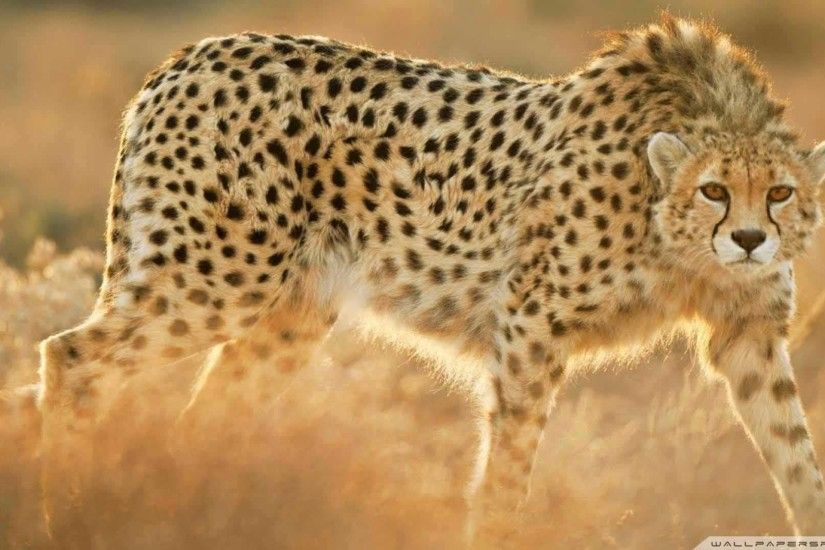 cheetah ~ 5