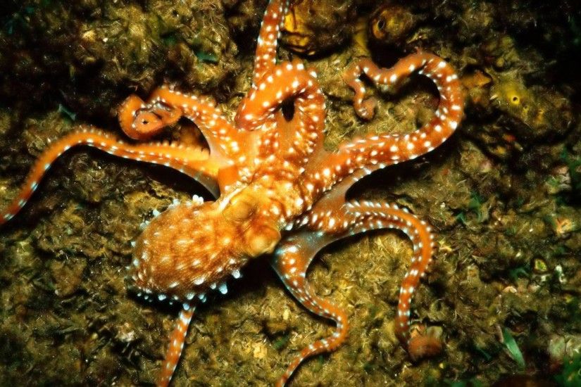 Top Octopus Photo