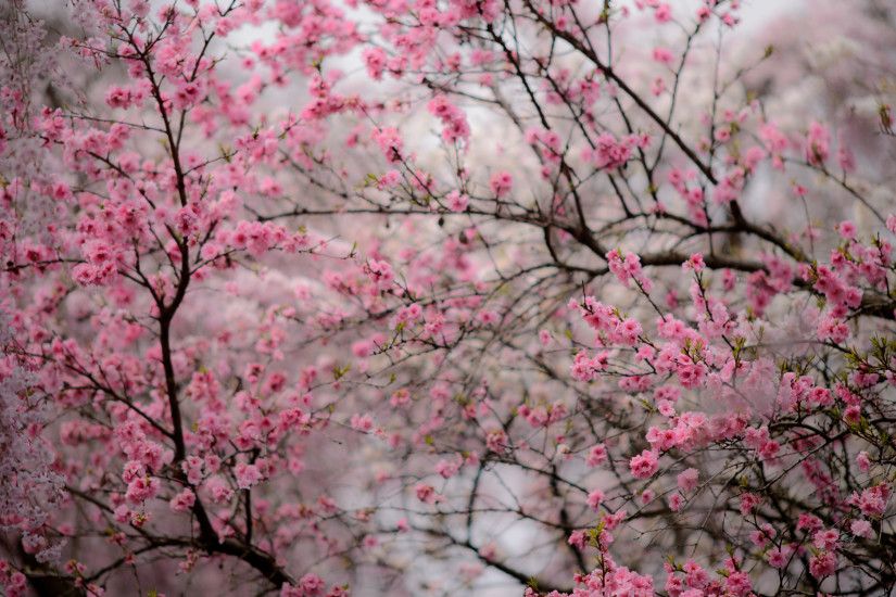 Japanese Cherry Blossom Garden Magiel Info