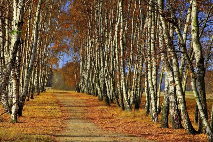 Path through birch trees wallpaper