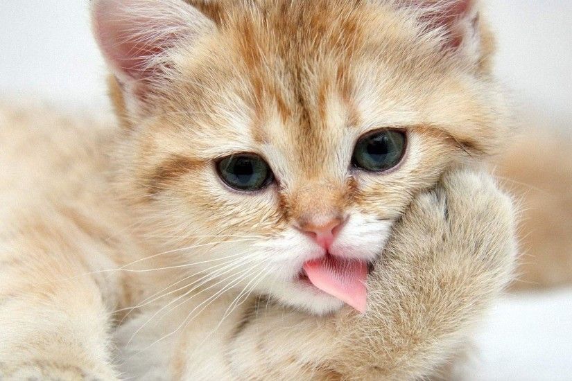 Wallpapers For > Funny Cat Wallpapers For Desktop