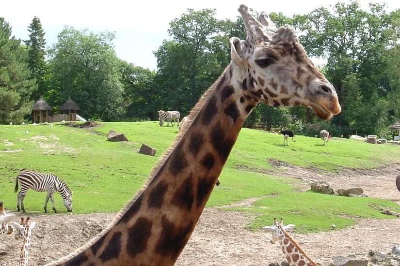 HD wallpaper with giraffe in zoo