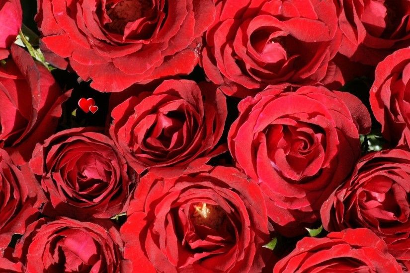 74 Rose Wallpaper For HD Download Red Rose Wallpapers Desktop Wallpaper |  HD Wallpapers | Pinterest .