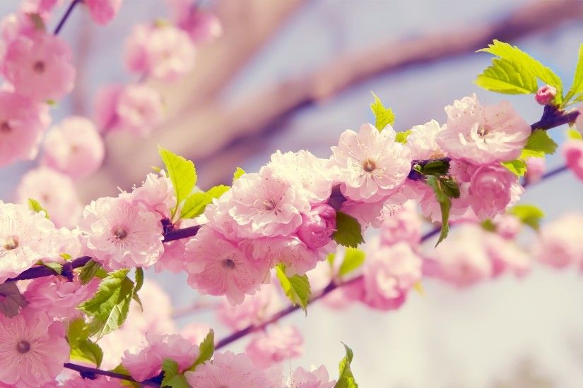 <b>Cherry Blossom Wallpaper</b> 691898 - WallDevil