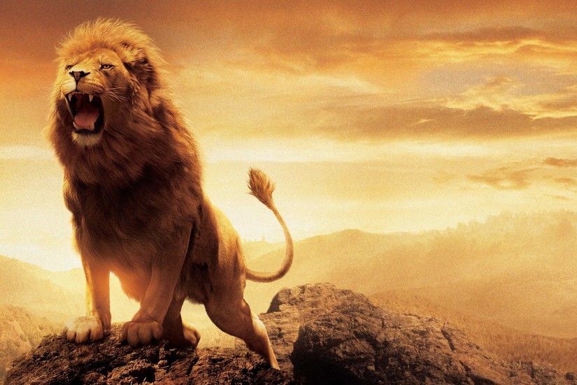 High Resolution Pictures Collection of Lion Hd Wallpaper