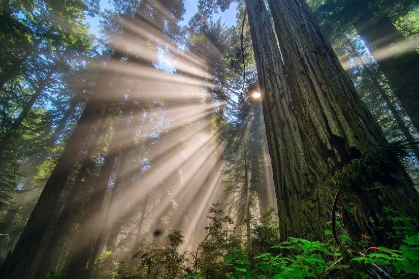 nature united states california redwood national park forest tree branches  light rays sun