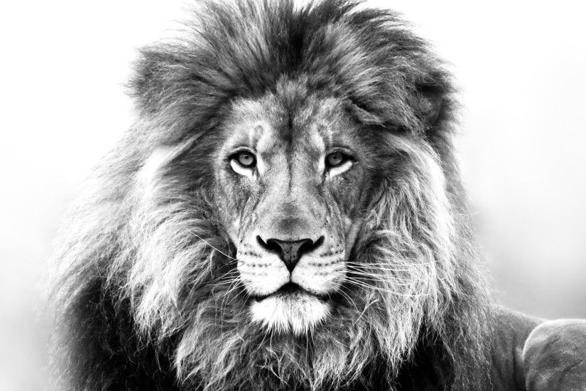 The Lion and The Accuser | Throne Ministries