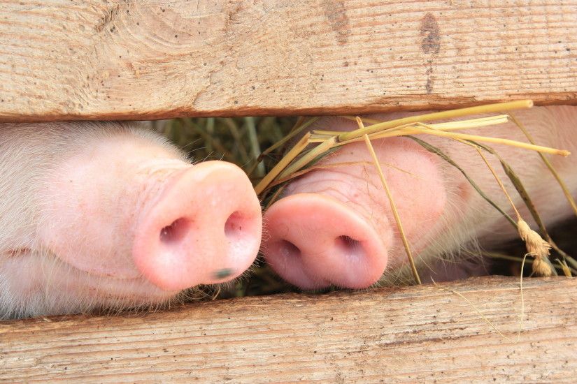Animals Pig Noses Wallpaper Background 51670