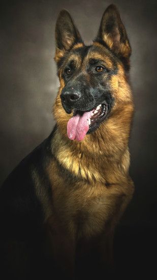 Animal German Shepherd Dogs Dog Portrait. Wallpaper 654137
