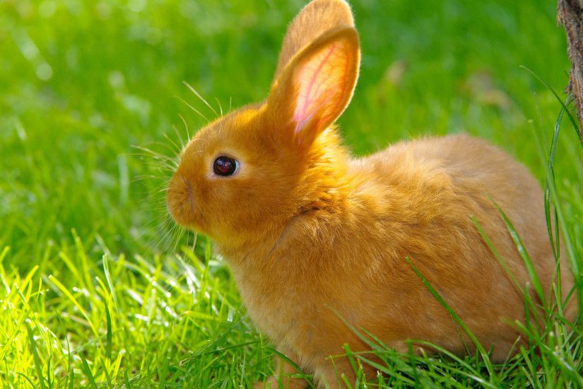 Cute Rabbits Cute Rabbit Hd Wallpapers animals bunnies