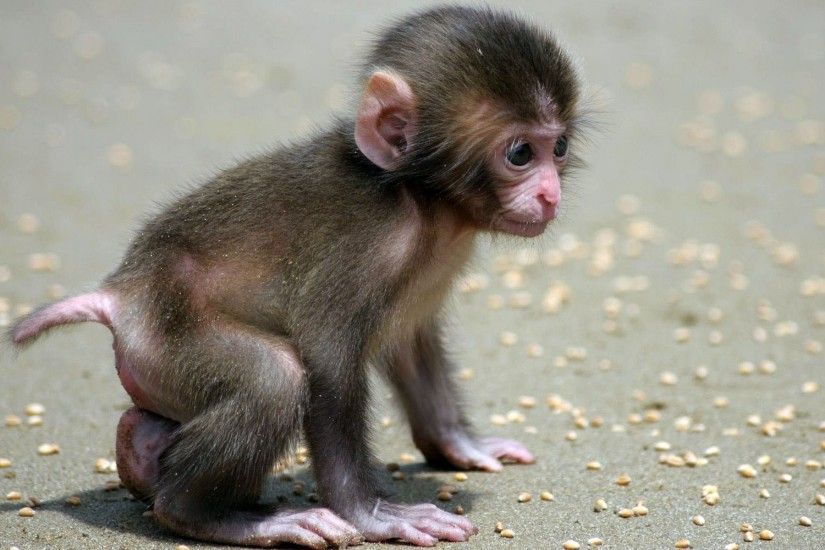 Baby Animal Wallpapers | Baby Animal Pictures |