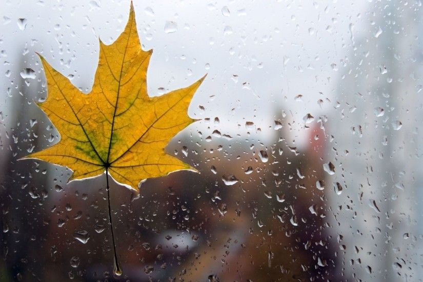 close up leaf leaf form yellow rain drops water glass macro rain leaves  background wallpaper widescreen