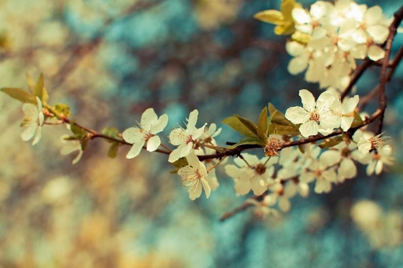 amazing floral background tumblr 1920x1080 phone