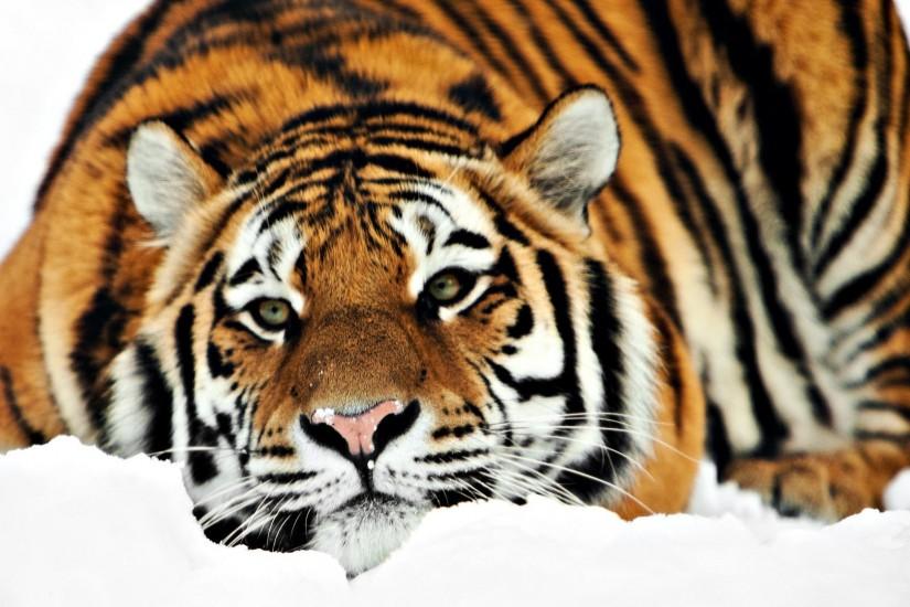 Desktop Background Tiger Wallpaper