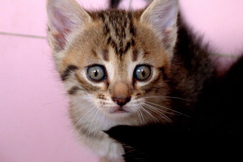 Cute Kitty Cat In The Hat Desktop Wallpaper - 1920x1200