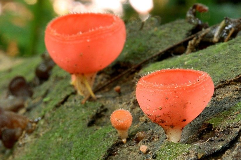 cup mushrooms (Taman Negara, Malaysia) ...