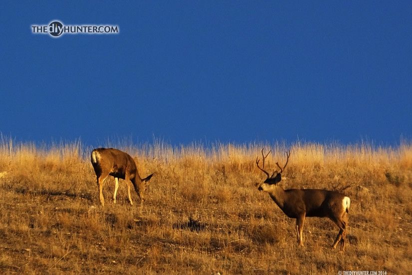 hunting desktop backgrounds. four point mule deer and doe on skyline  hunting desktop backgrounds