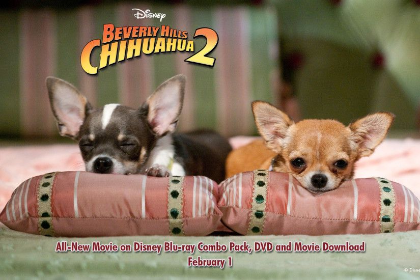 Beverly Hills Chihuahua2 Wallpapers Disney 1