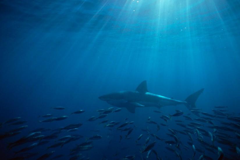 great white shark australia hd wallpaper,backgrounds,hd,images,search .