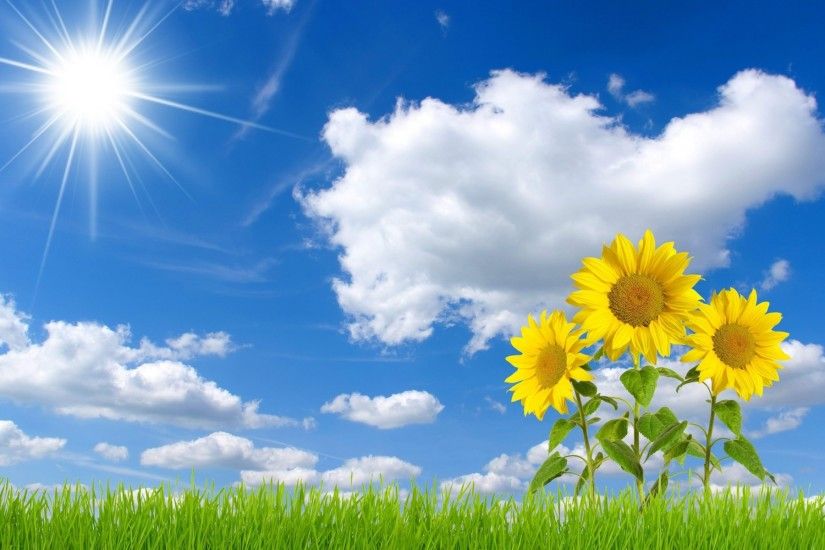 ... free sunflower wallpapers hd resolution long wallpapers ...