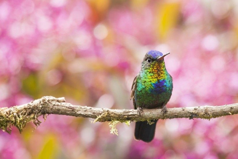 ... hummingbird colorful background wallpaper hd download ...