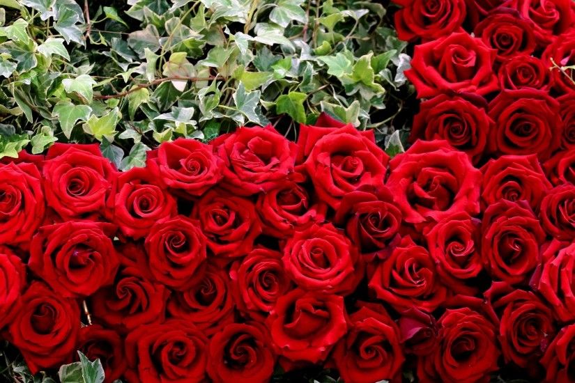 3840x2160 Wallpaper rose, buds, red, heart, herbs