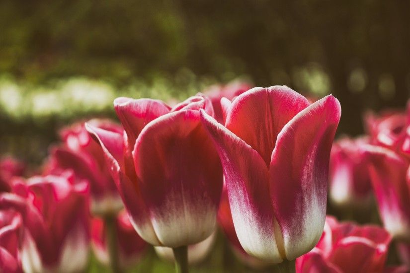 Tags: Tulip flowers ...