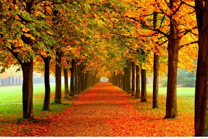 Autumn Leaves Photography Wallpapers