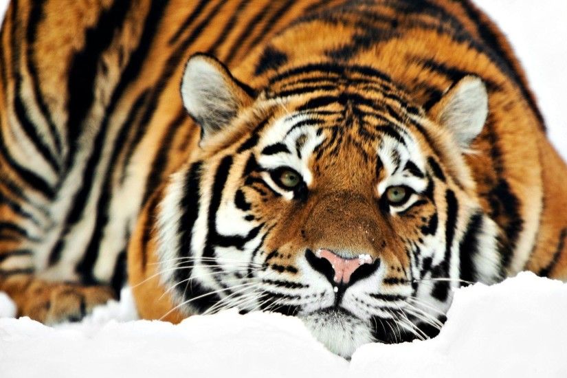 Amazing Siberian Tiger - Animals Wallpapers