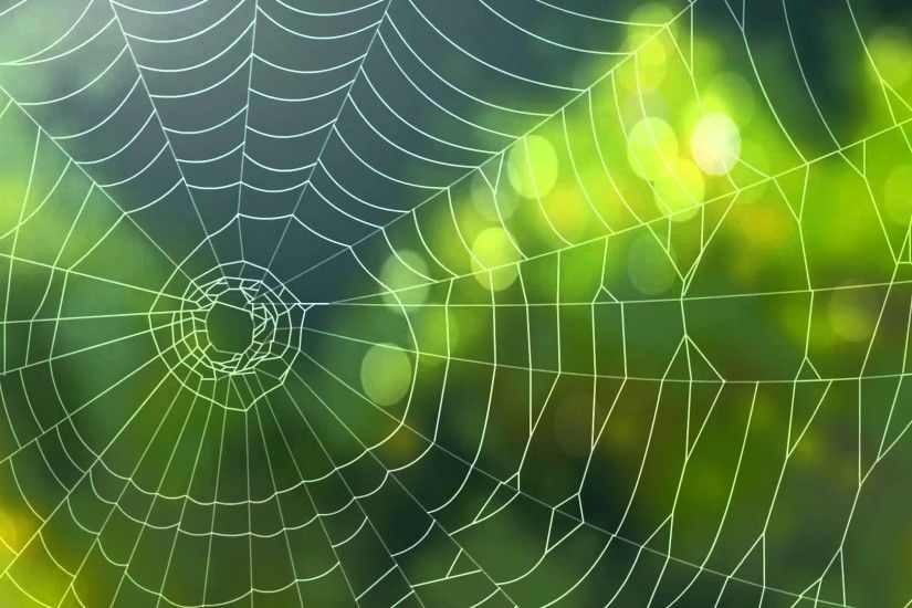Spider Background Video-Animated Web Backgrounds