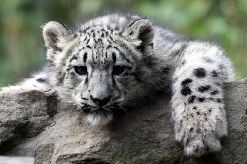 Download Wallpaper Snow Leopard Cub (1920 x 1080 HDTV 1080p). Desktop .