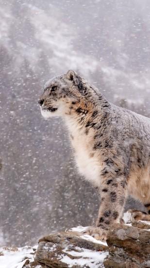 Animal Snow Leopard Cats. Wallpaper 600076
