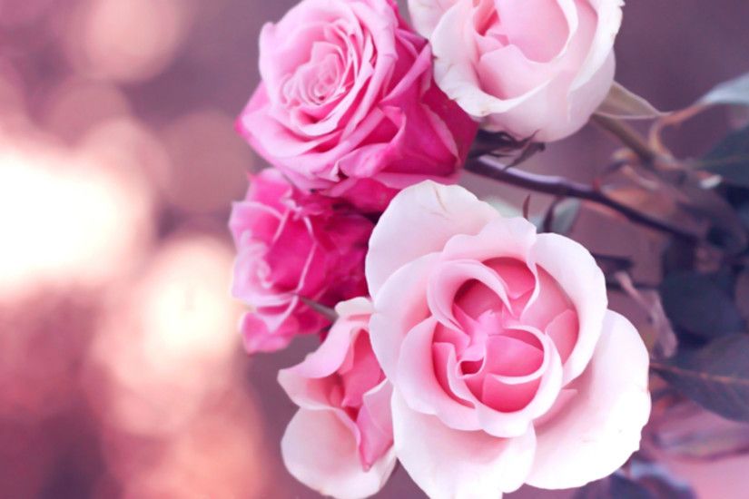 pink roses wallpapers. Â«Â«