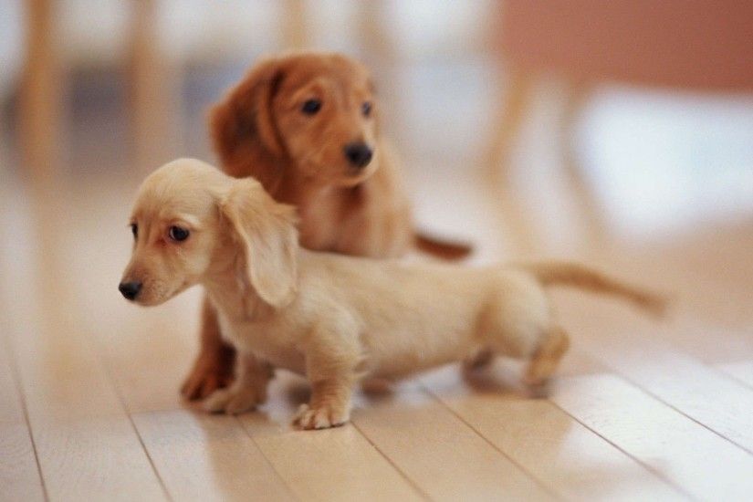 cute dachshund puppies wallpaper
