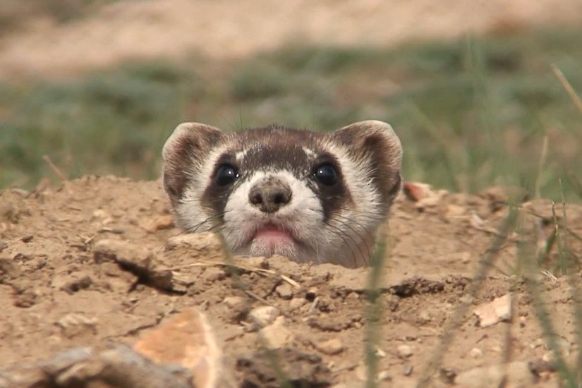 Black-footed Ferret Lone Alarmed Fall Closeup Stock Video Footage .