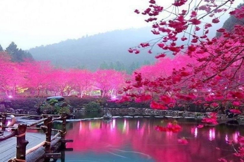 Flowers Wallpaper: Japanese Cherry Blossom Garden Wallpaper Phone for HD  Wallpaper Desktop
