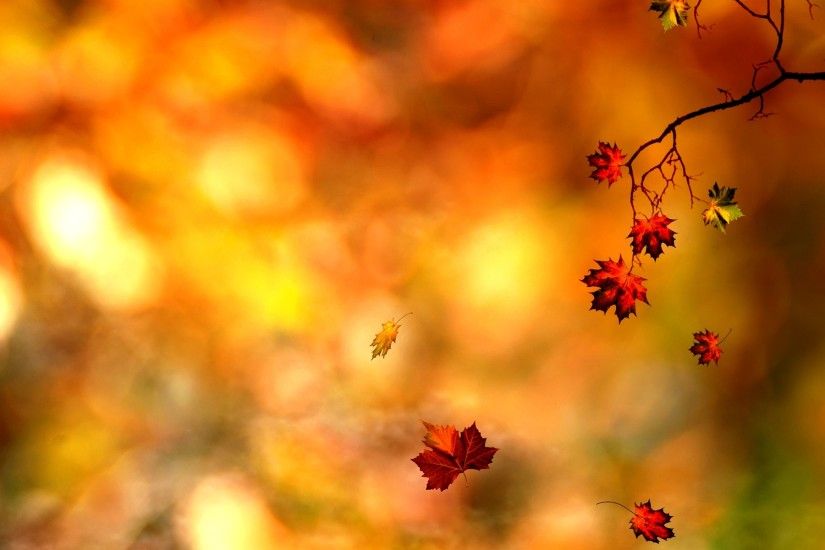 Autumn Leaves Wallpaper Related Keywords & Suggestions Autumn Leaves #8236
