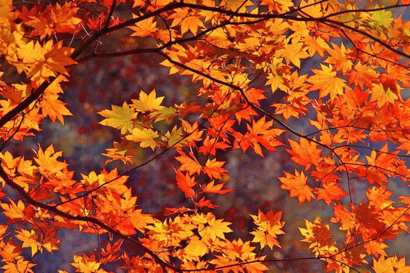 Autumn Leaves Background - wallpaper.