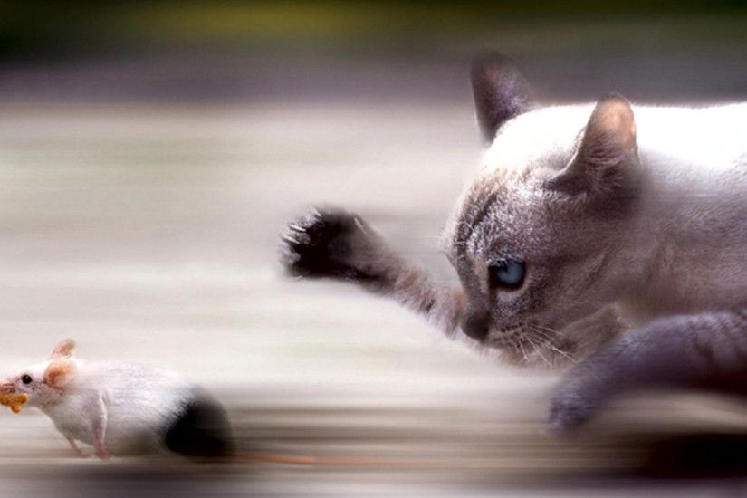 hd pics photos awesome cat chase mouse running hd quality desktop  background wallpaper