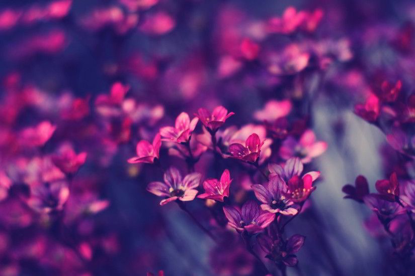 little purple flowers. Â«Â«