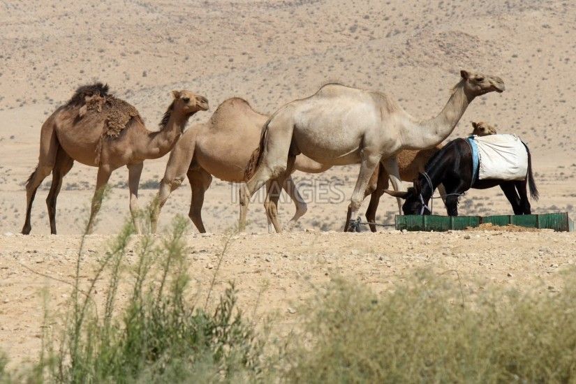Camel, Desert, Humps, Dune, Sun, Natural