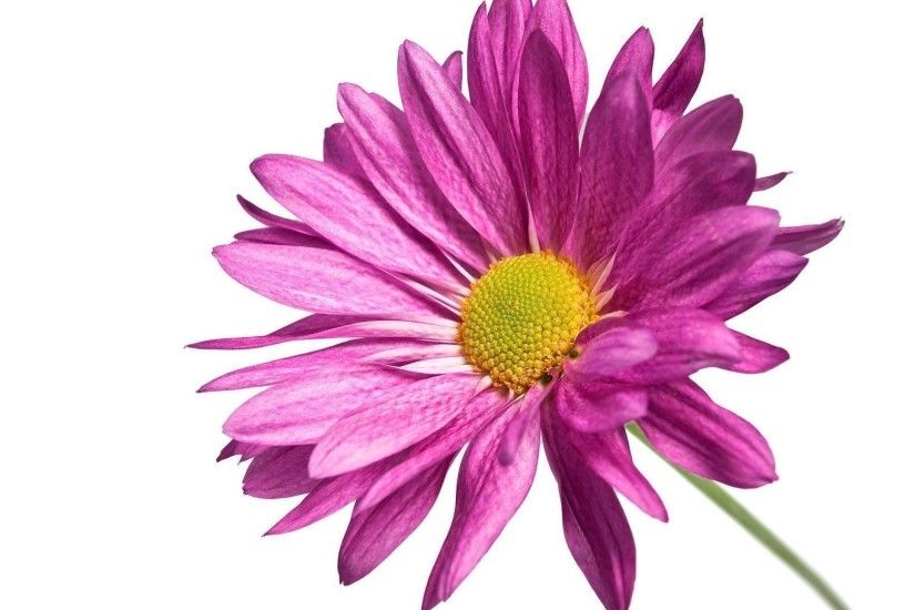 Wallpapers For > Hot Pink Daisy Background
