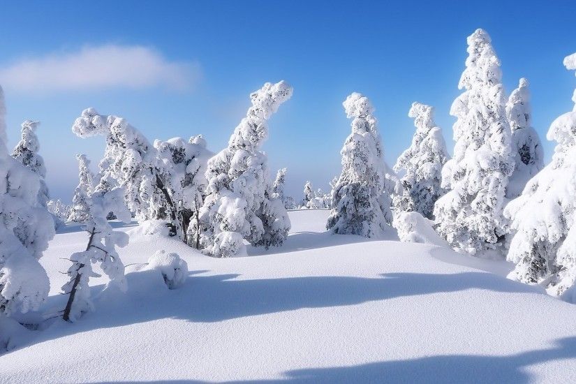 Nature Winter White Snow Desktop Wallpaper Christmas