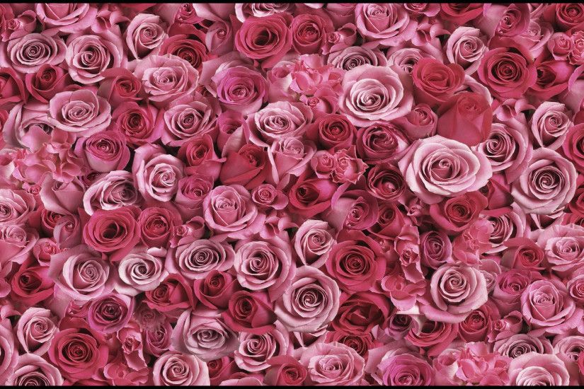 pink n red roses background design